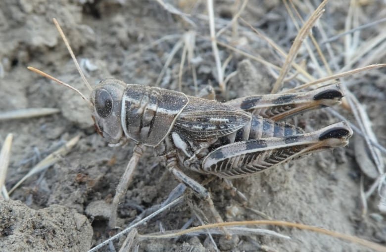 A closeup of a grasshopper.