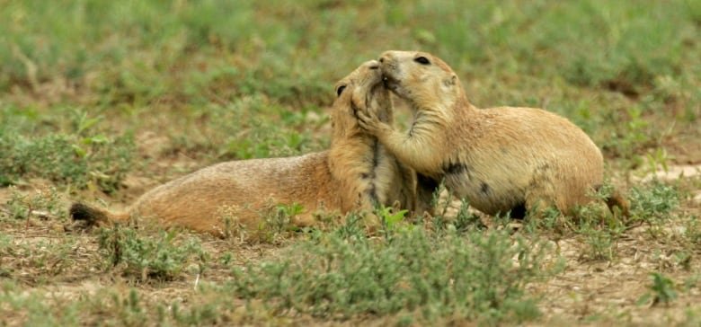 Two prairie dogs appear to tussle on a grassy landscape.