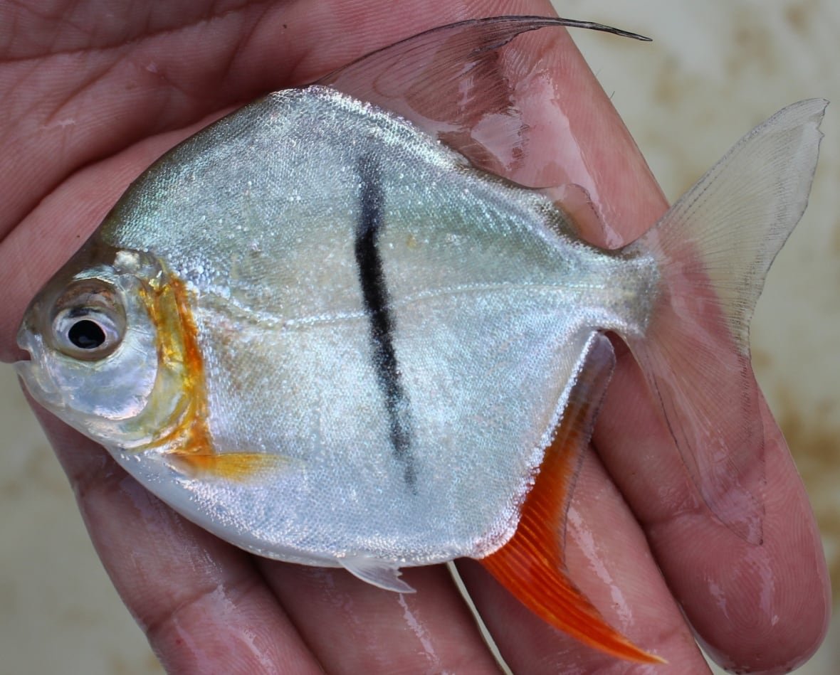 Silvery, diamond-shaped fish in hand