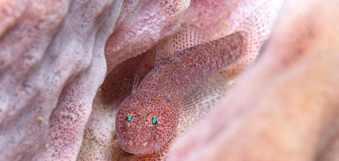 Red spotted fish in sponge