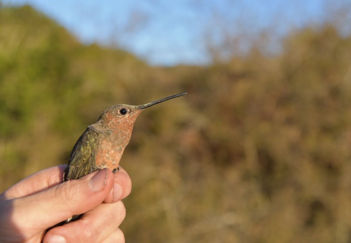 Hummingbird in someone's fist