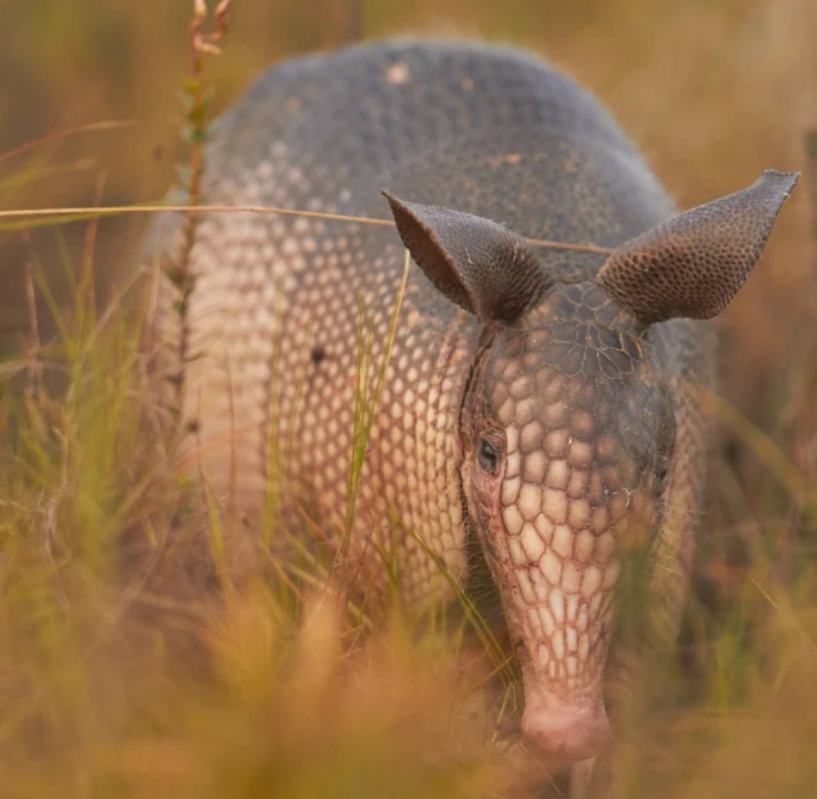 armadillo facing the camera