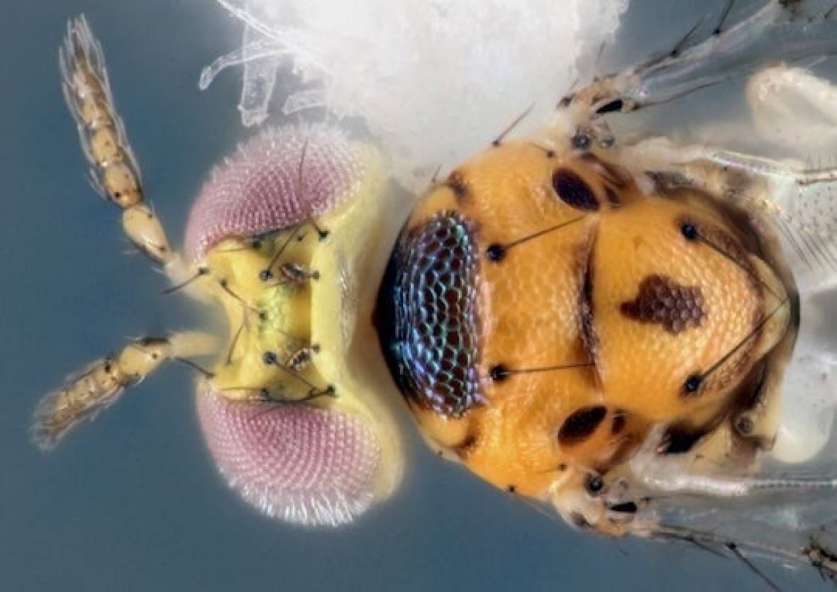 Head of a wasp seen from above