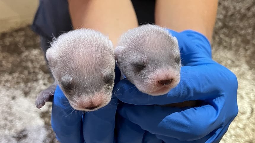 A pair of hands with medical gloves hold two baby black-footed ferrets.