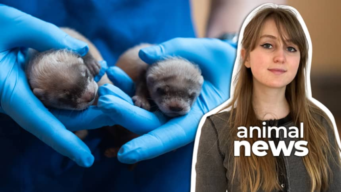 A pair of hands wearing medical gloves holds two baby black-footed ferrets, with a cutout of a teenager beside it.