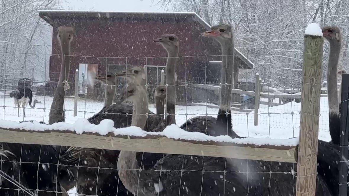 Ostriches behind a fence.