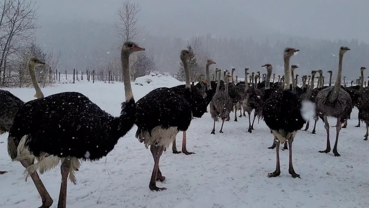 A herd of ostriches is seen in a snowy field.