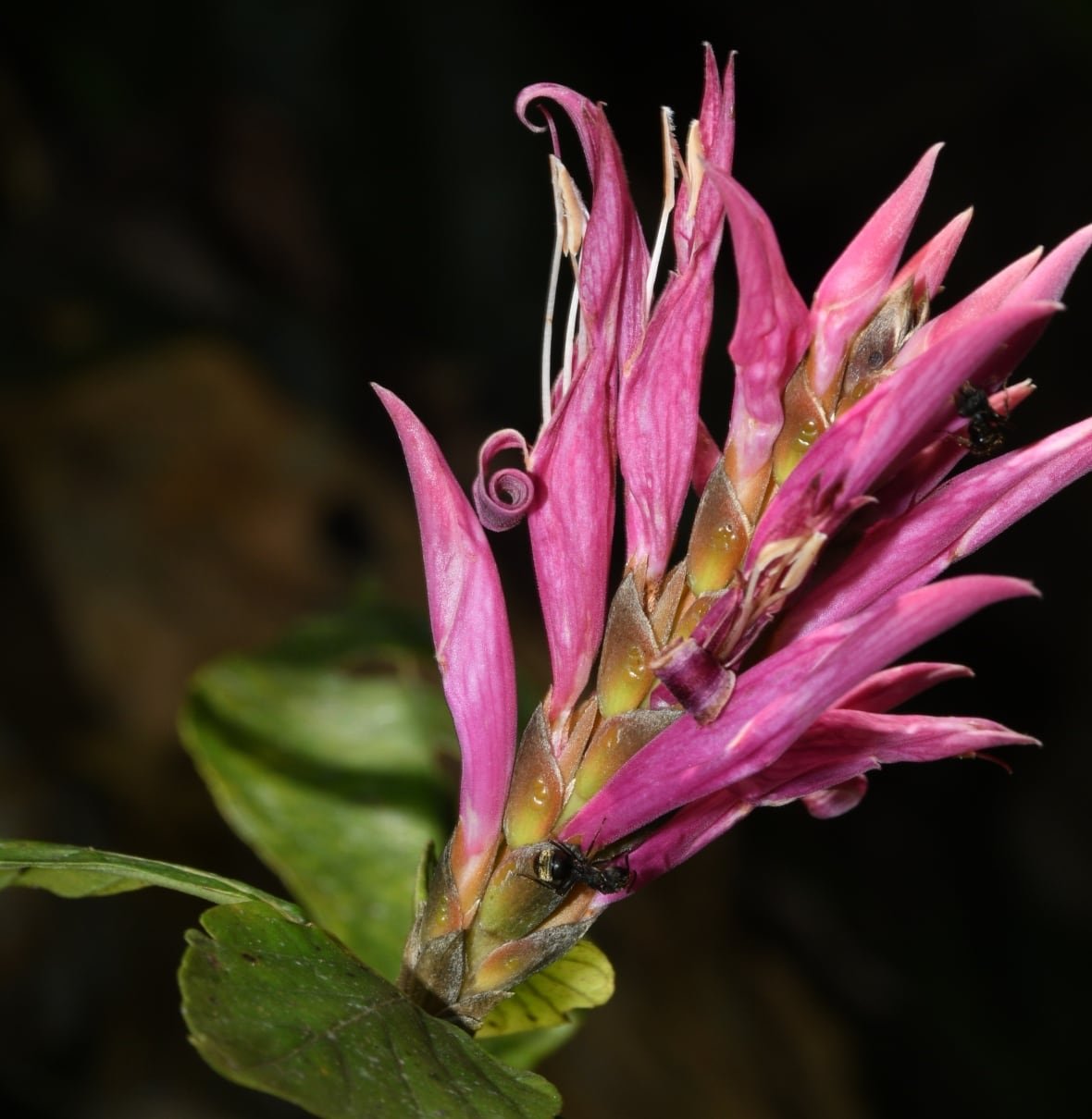 Pink spiky flowers