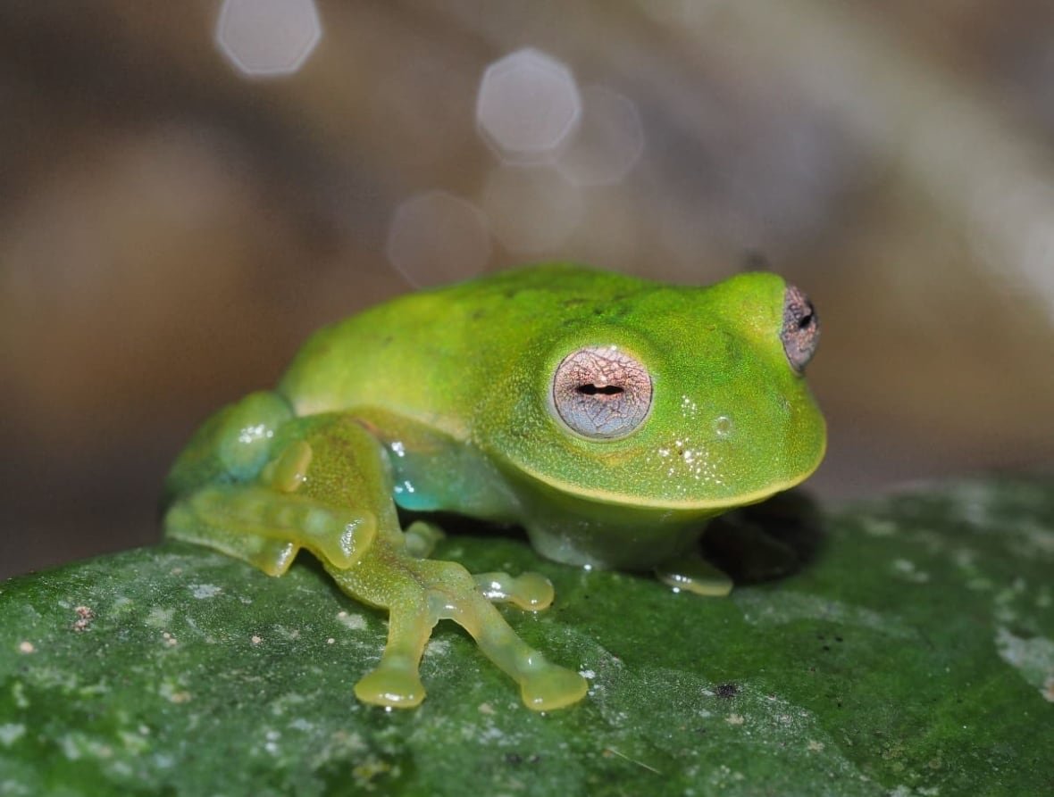 green frog with lavender eyes