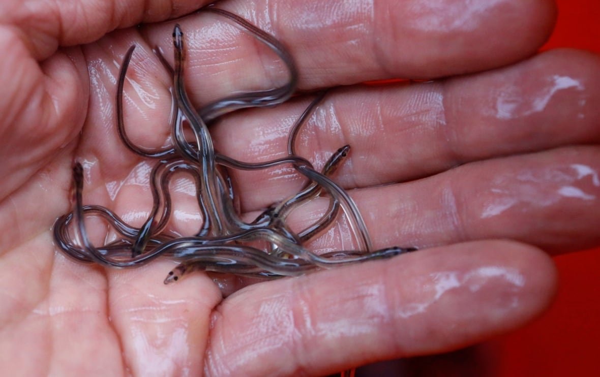 Tiny eels are held in the palm of a hand.