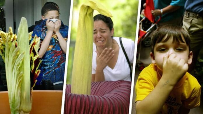 A three-way picture of people reacting in disgust after smelling a plant.