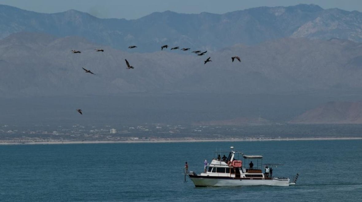 Totoaba is illegally fished in the waters off the west coast of Mexico. 