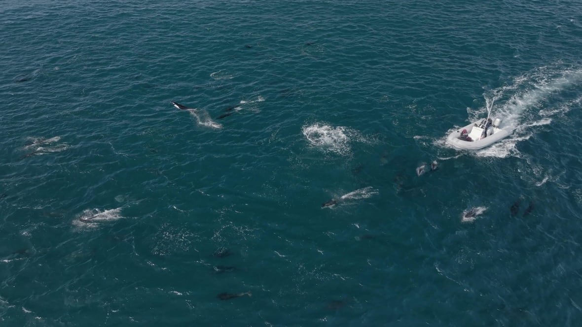 Aerial shot of a small, inflatable, motorized boat in the ocean surrounded by black dolphins, some leaping from the water.