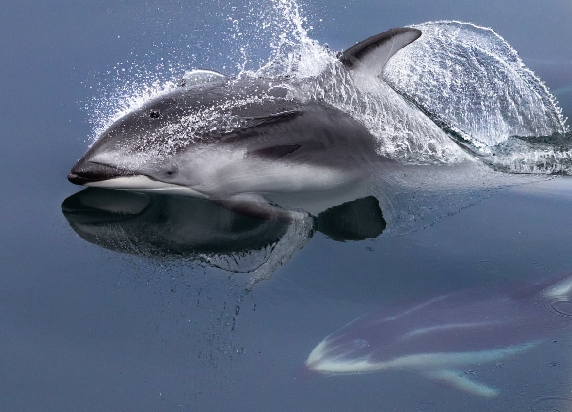 A gray dolphin breaches the water, its reflection visible on the surface.