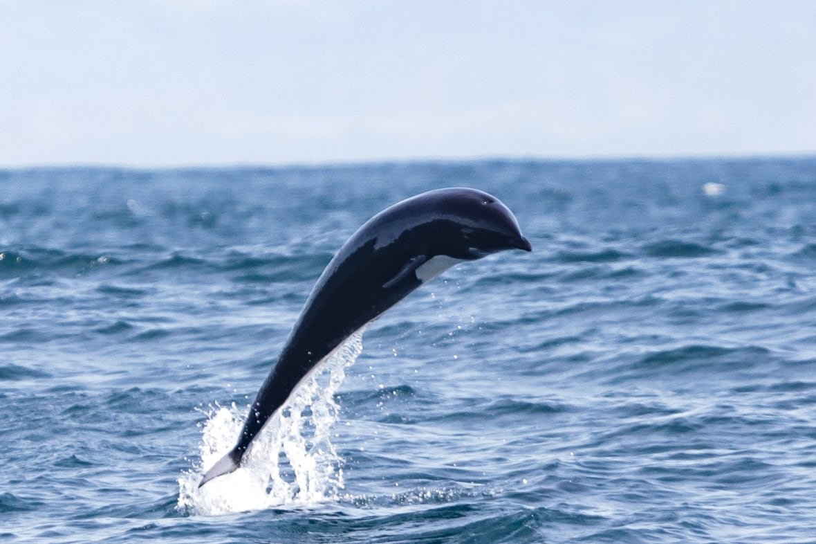 A shiny, jet-black dolphin with a white belly and no dorsal fin leaps its entire body out of the water.