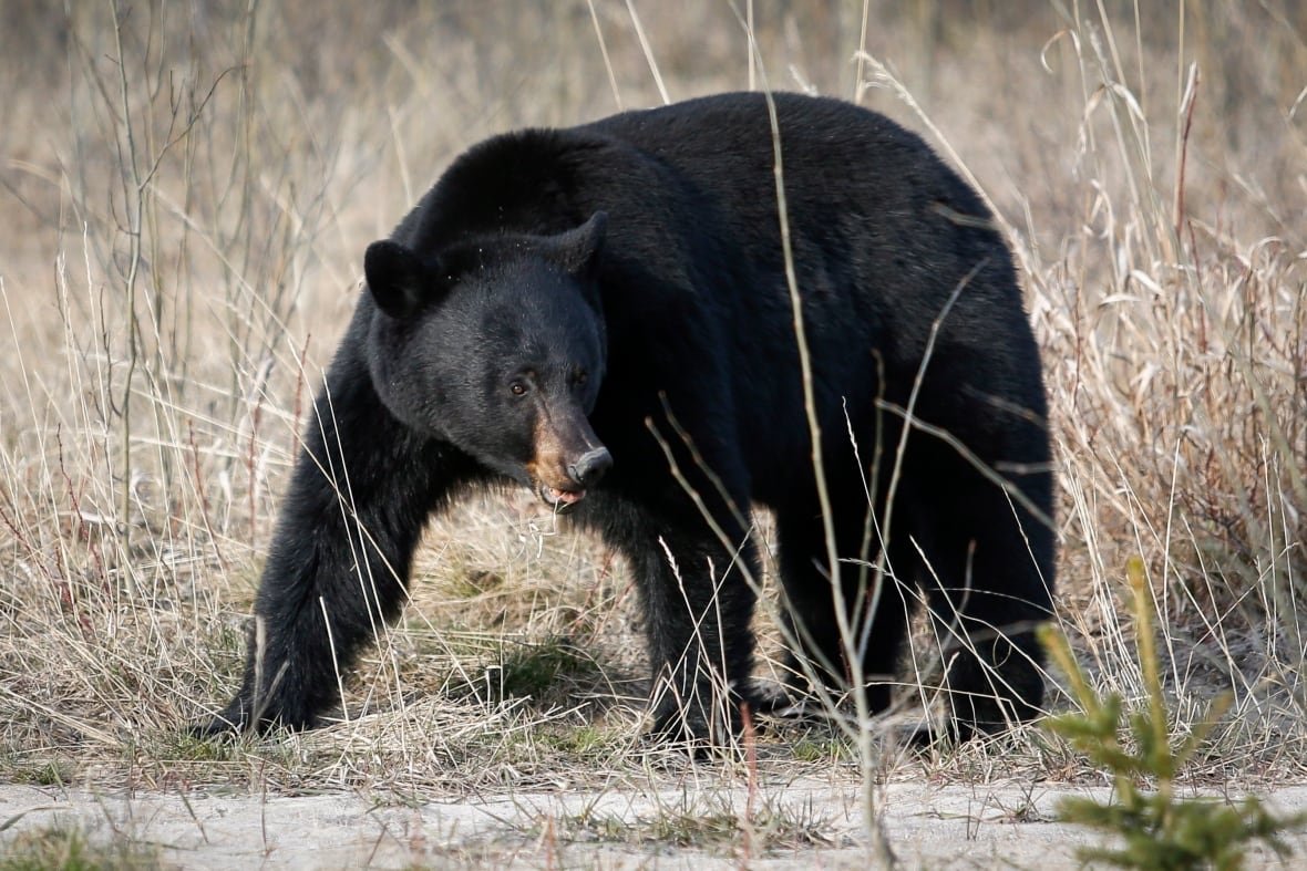 A black bear in a field up close.