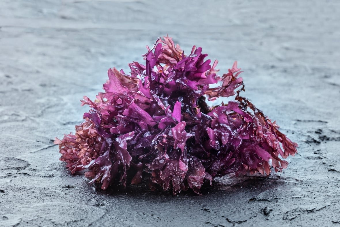 A bright pink-purple bunch of seaweed sits on a dark grey surface.