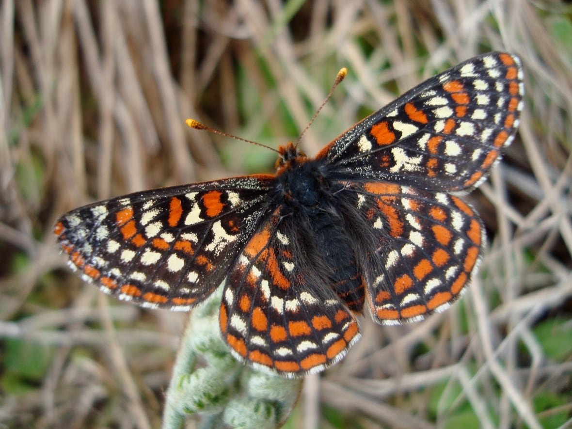 Closeup of butterfly with black lines forming checker-like squares and white and orange spots inside