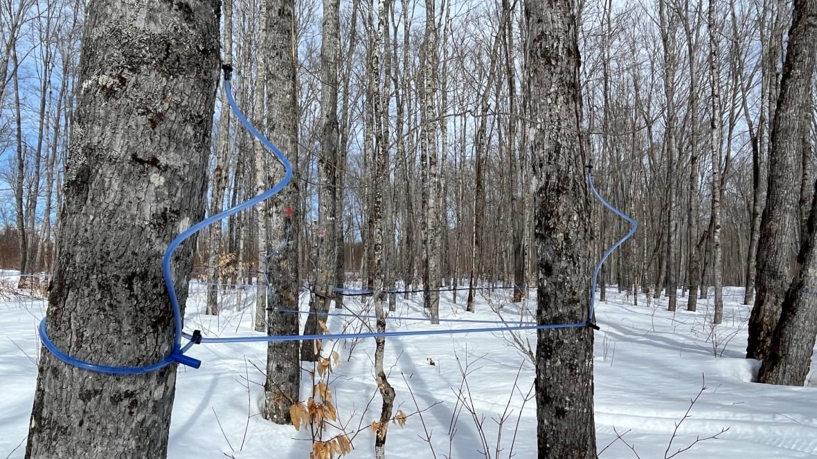 Maple trees in New Brunswick are hooked up to plastic tubing to collect sap on March 13, 2023. 