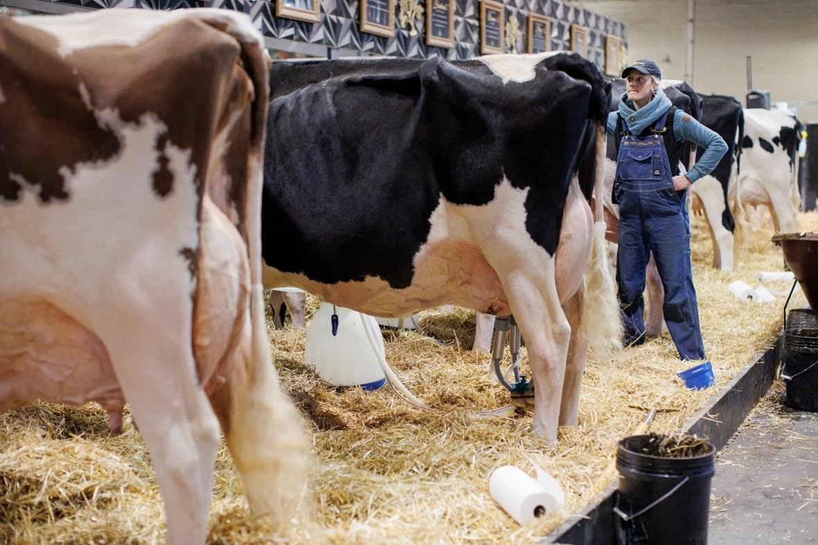 A cowhand tends to dairy cattle