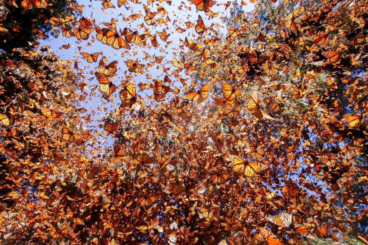Monarch butterfly (Danaus plexippus) wintering in Oyamel pine forests (Abies religiosa) Monarch Butterfly Biosphere Reserve / Reserva de Biosfera de la Mariposa Monarca UNESCO World Heritage Site,  Angangueo, Mexico. Highly commended in the Other animals Category of the Montier Photography competition 2019.