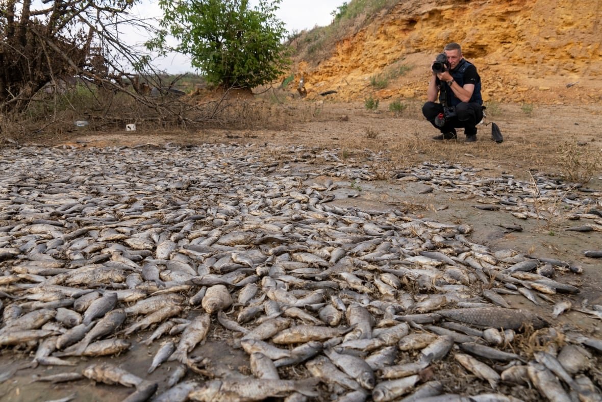 A photographer kneels in a background taking a photo of a swath of dead fish on the dry ground. 