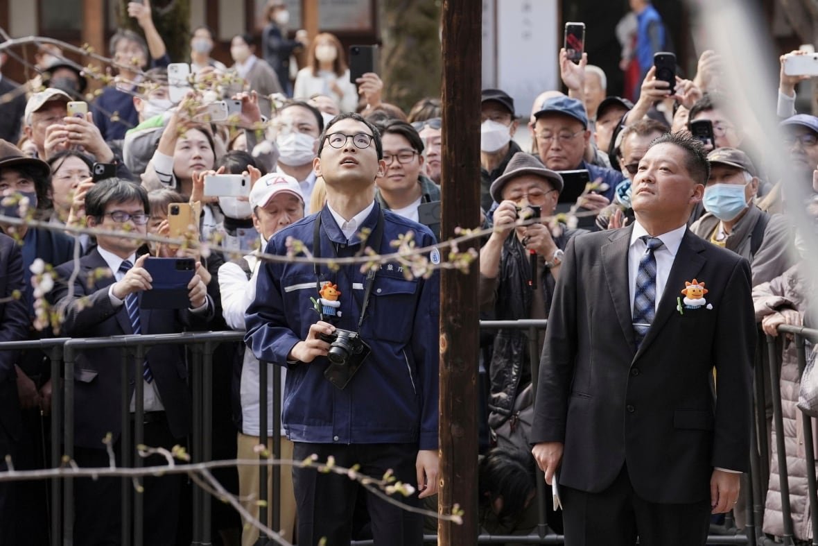 Men in suits look at cherry blossoms