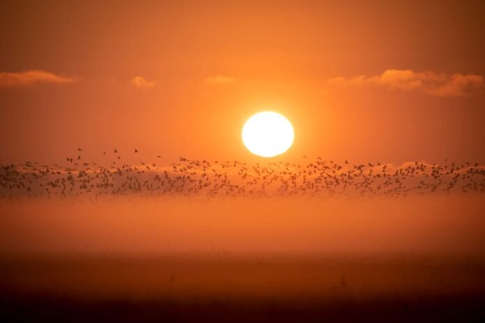A setting sun on an orange sky with a flock of birds and a band of fog underneath it.