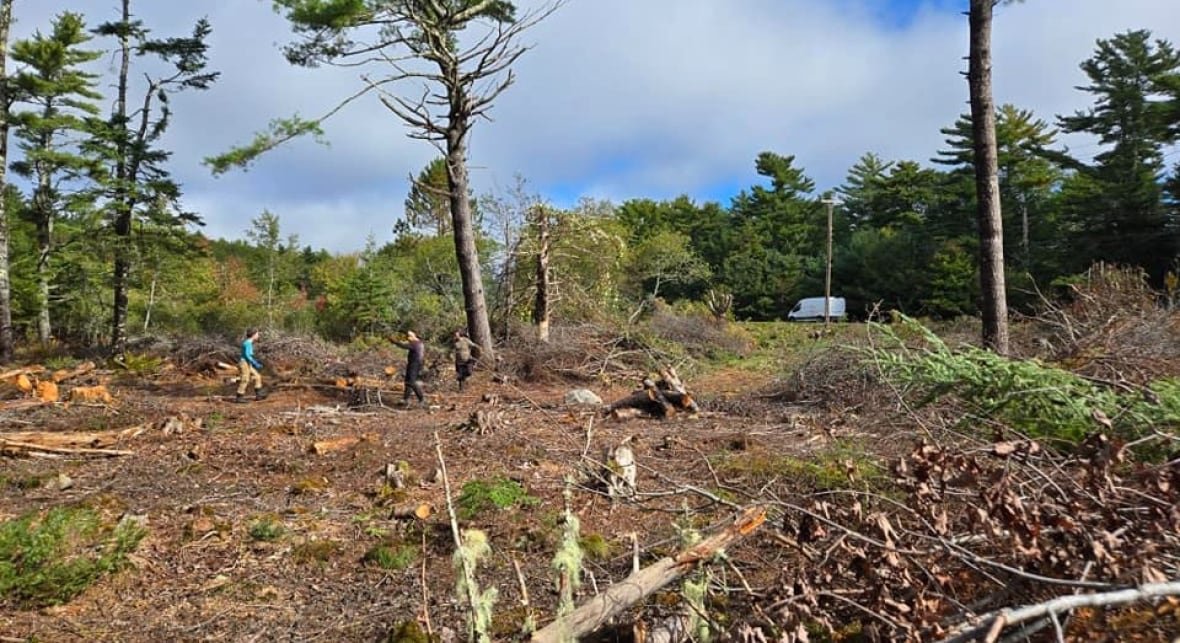 A group of volunteers are working to clear a plot of land