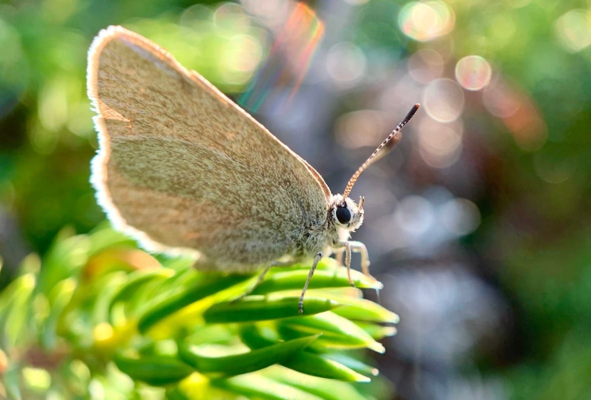 Curiously isolated hairstreak butterfly