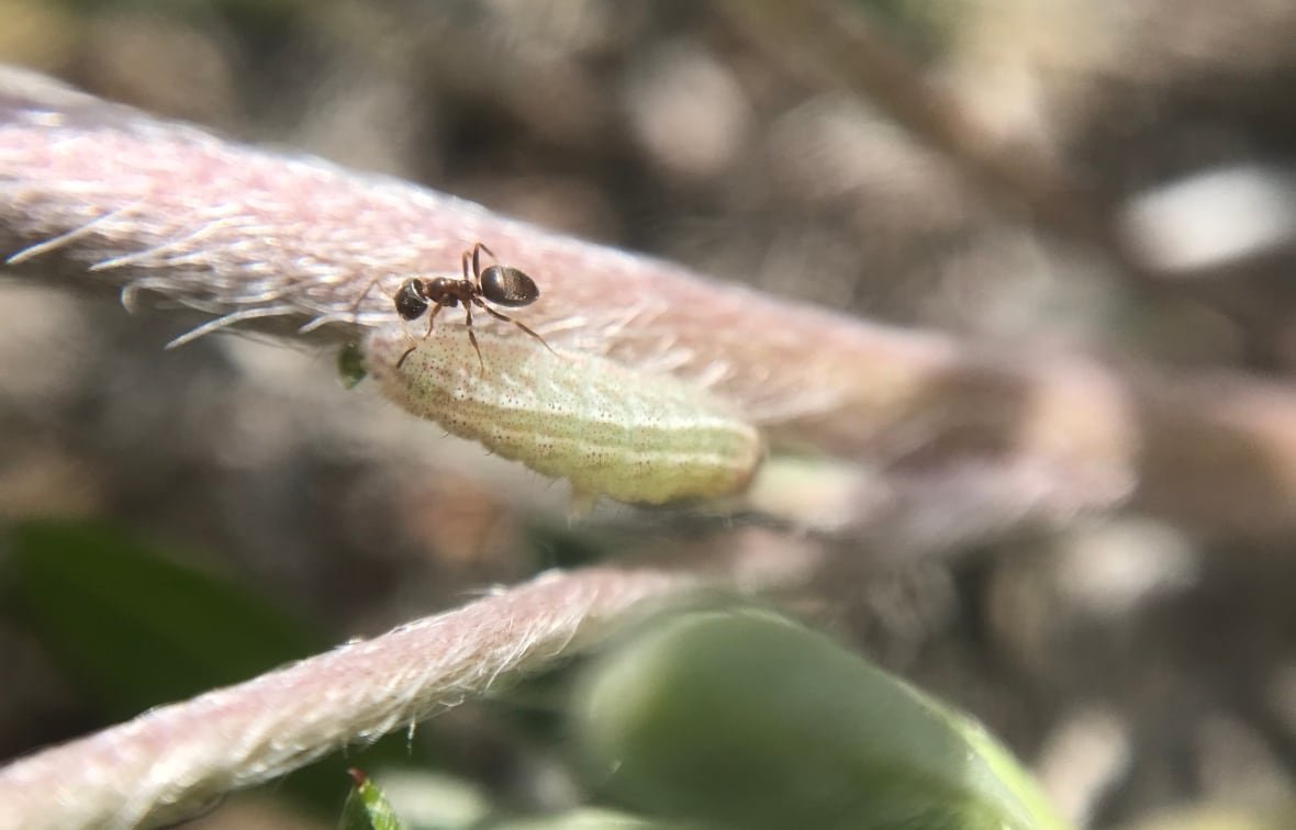 Curiously Isolated hairstreak larva