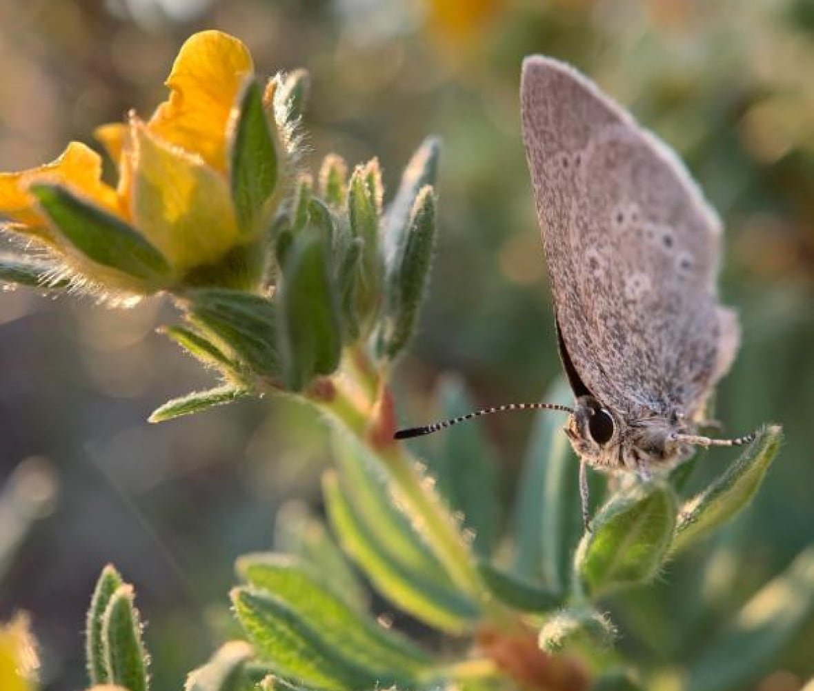 hairstreak butterfly with flower