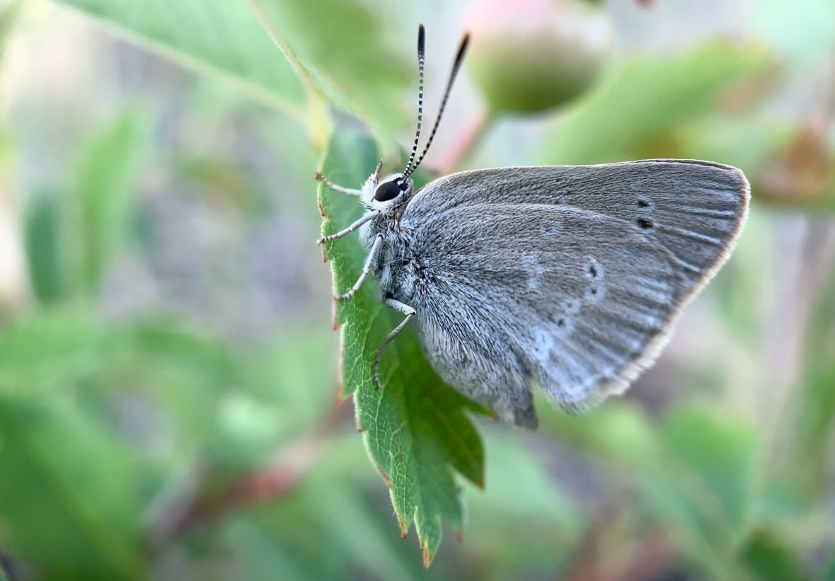 Curiously isolated hairstreak