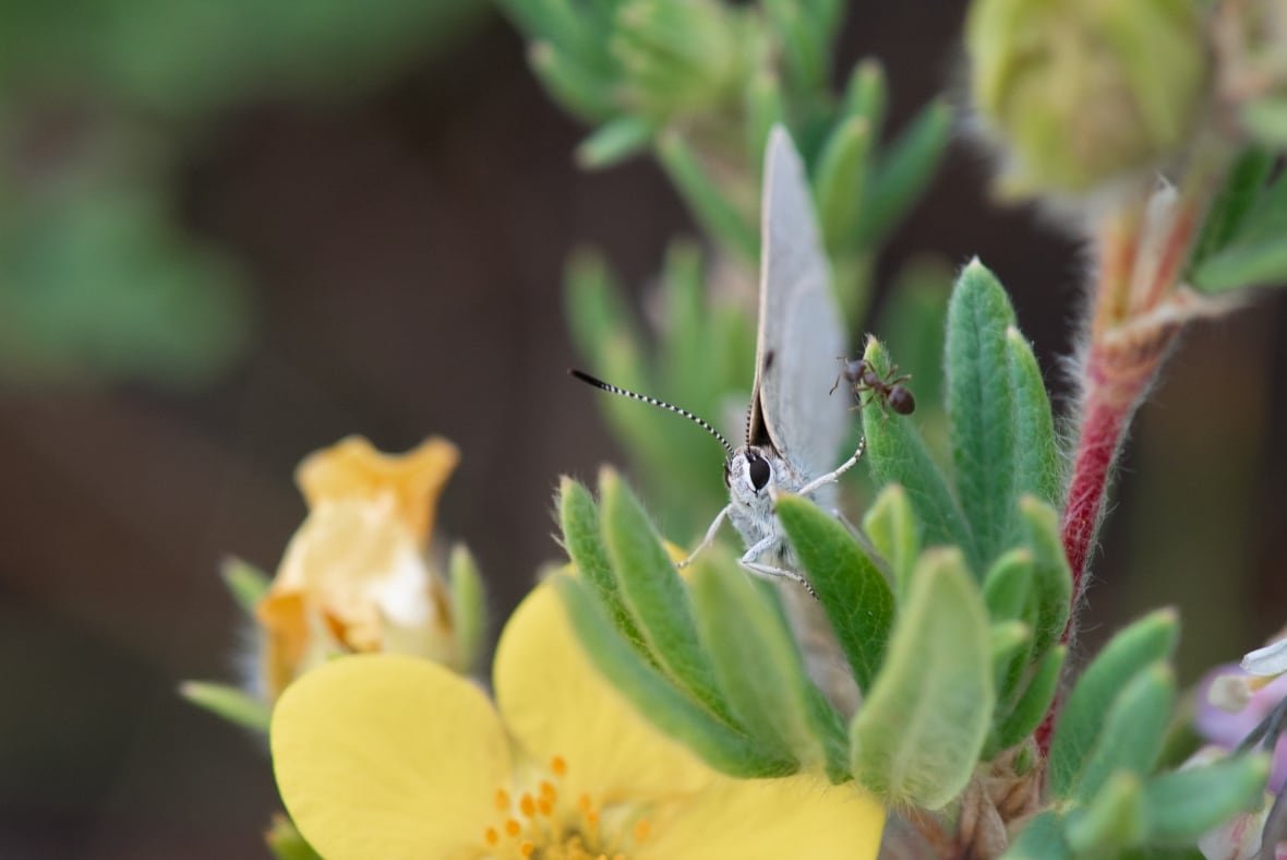 Curiously Isolated Hairstreak Butterfly