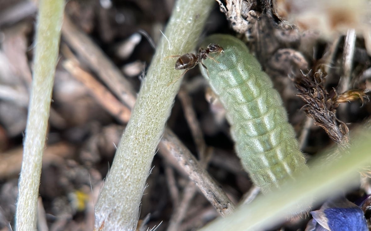 Curiously isolated hairstreak larva