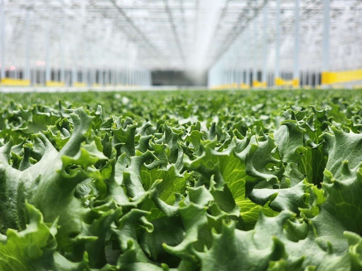 An automated sprinkler system waters the lettuce at Haven Greens greenhouse.