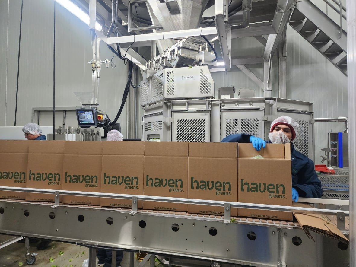 Boxes of Haven Greens lettuce line a conveyor belt.