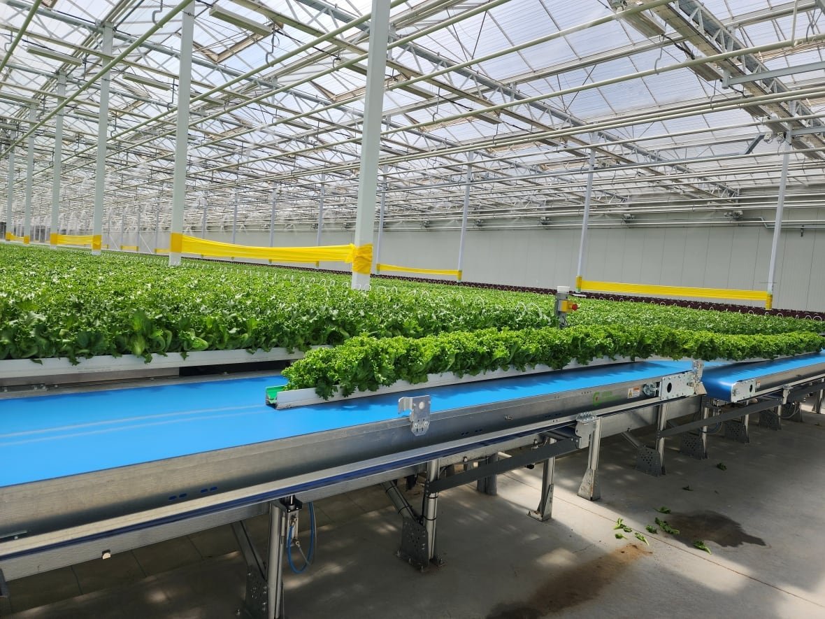 A conveyor belt delivers a tray of lettuce out of the Haven Green's greenhouse.