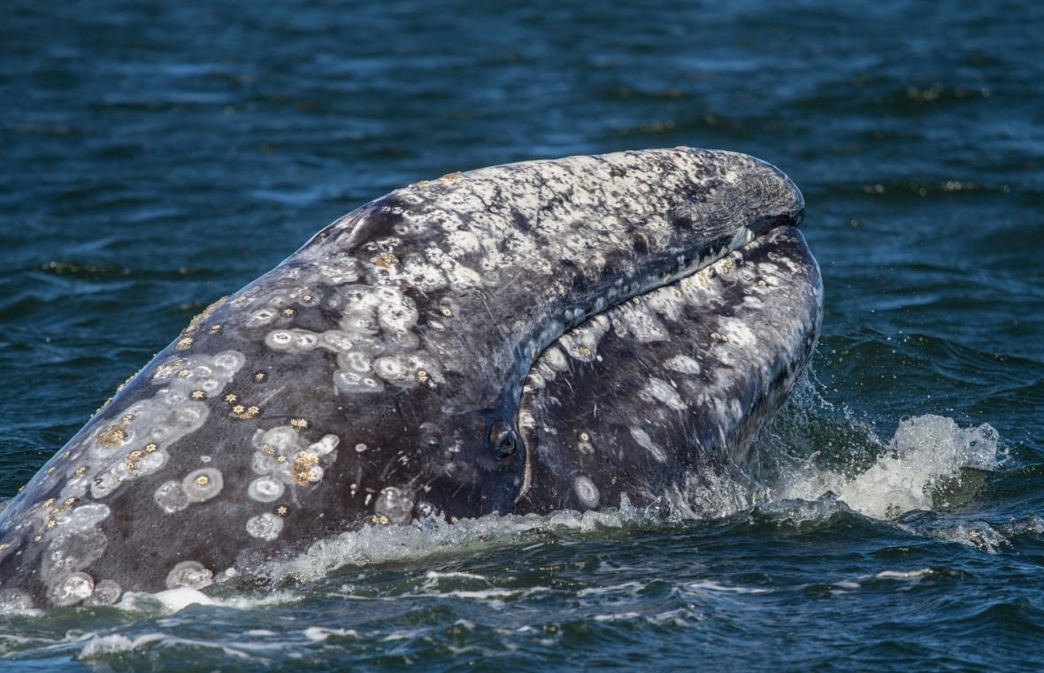 Researchers use underwater gliders to learn more about why gray whales hang out off the West Coast of Vancouver Island.