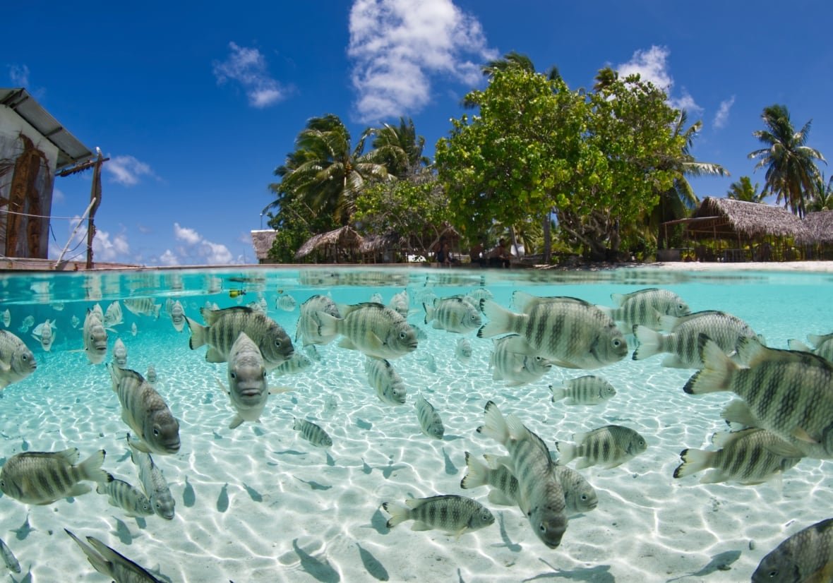 Fish swim below and mangrove trees sit above in an idyllic coastal scene from French Polynesia. 