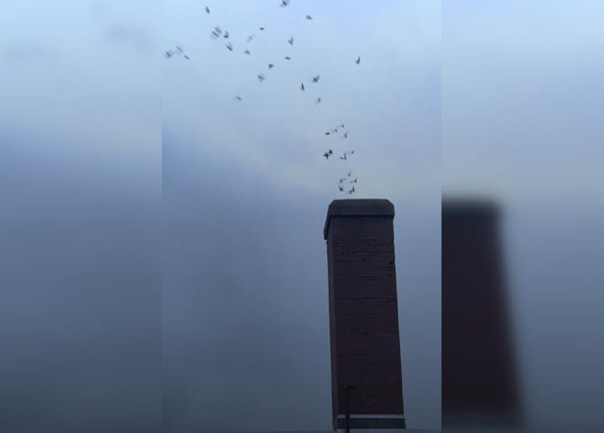 A scream of chimney swifts flying into a chimney