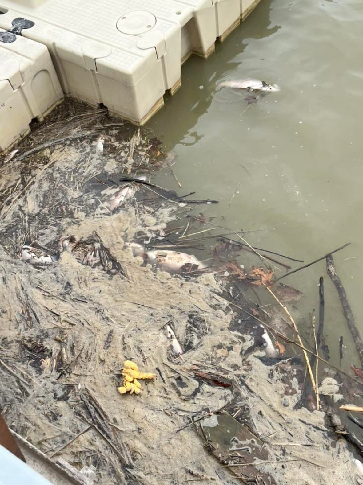 Dead fish among watery debris