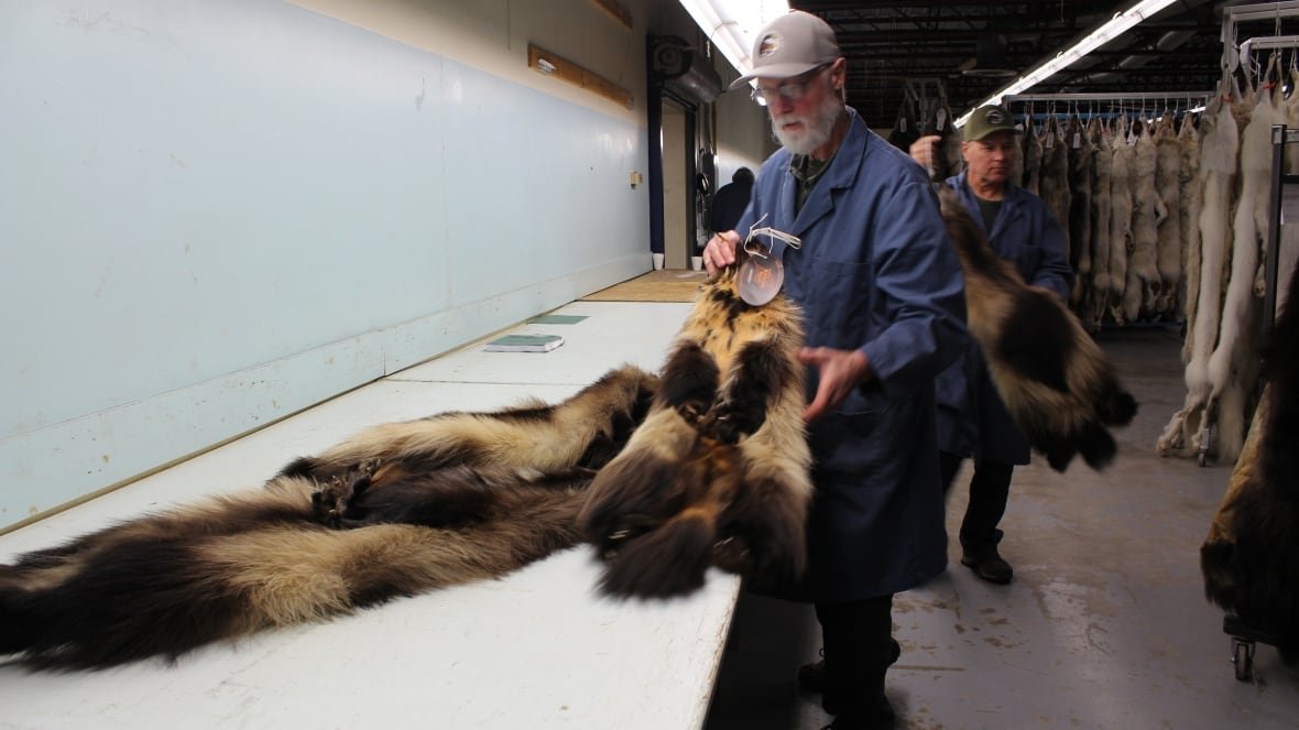 A man handles fur pelts at a long table.