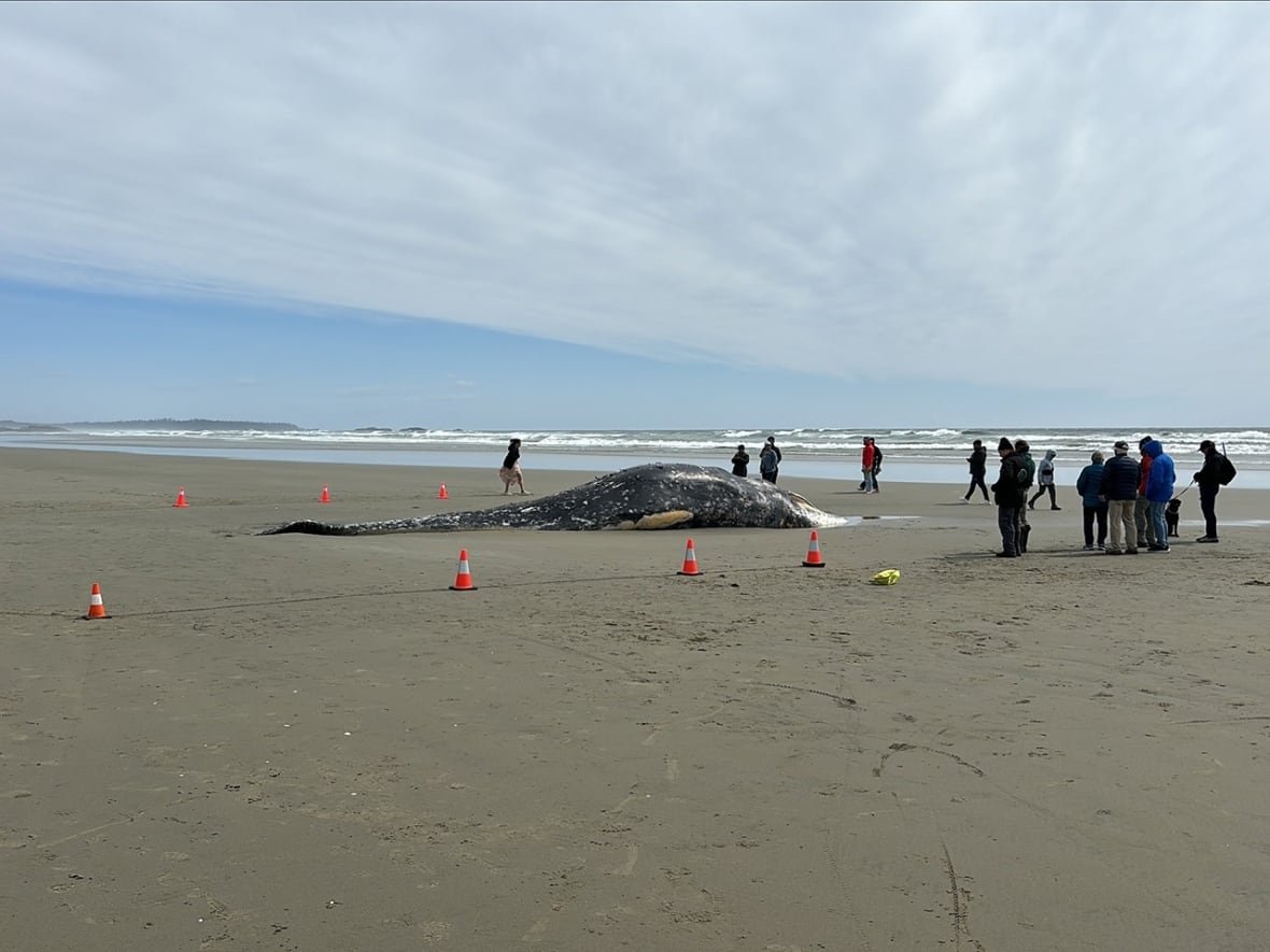 A deceased grey whale washed ashore on a beach.