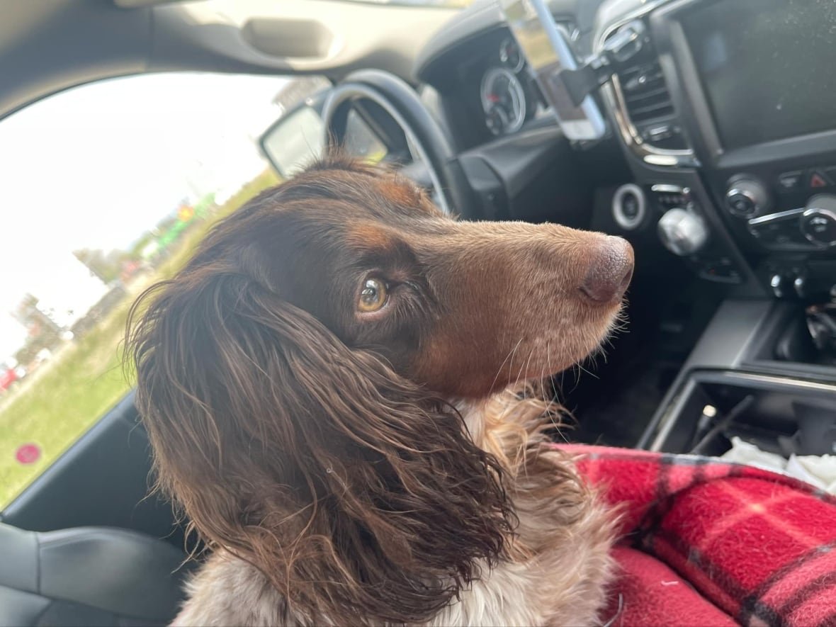 Small white and brown dog. 