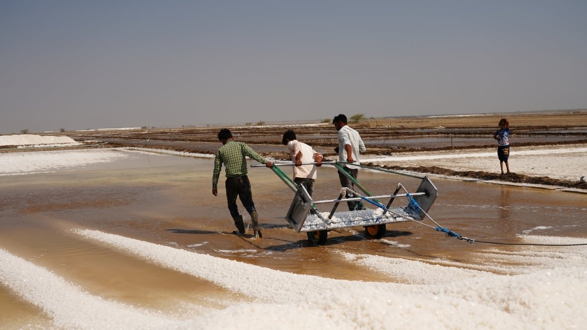 Three people pull a cart through shallow water with piles of a white substance nearby.