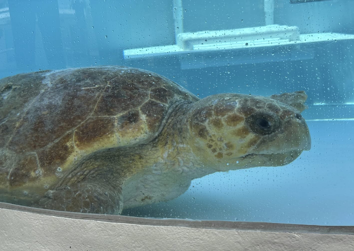 AA sea turtle swims in a tank.