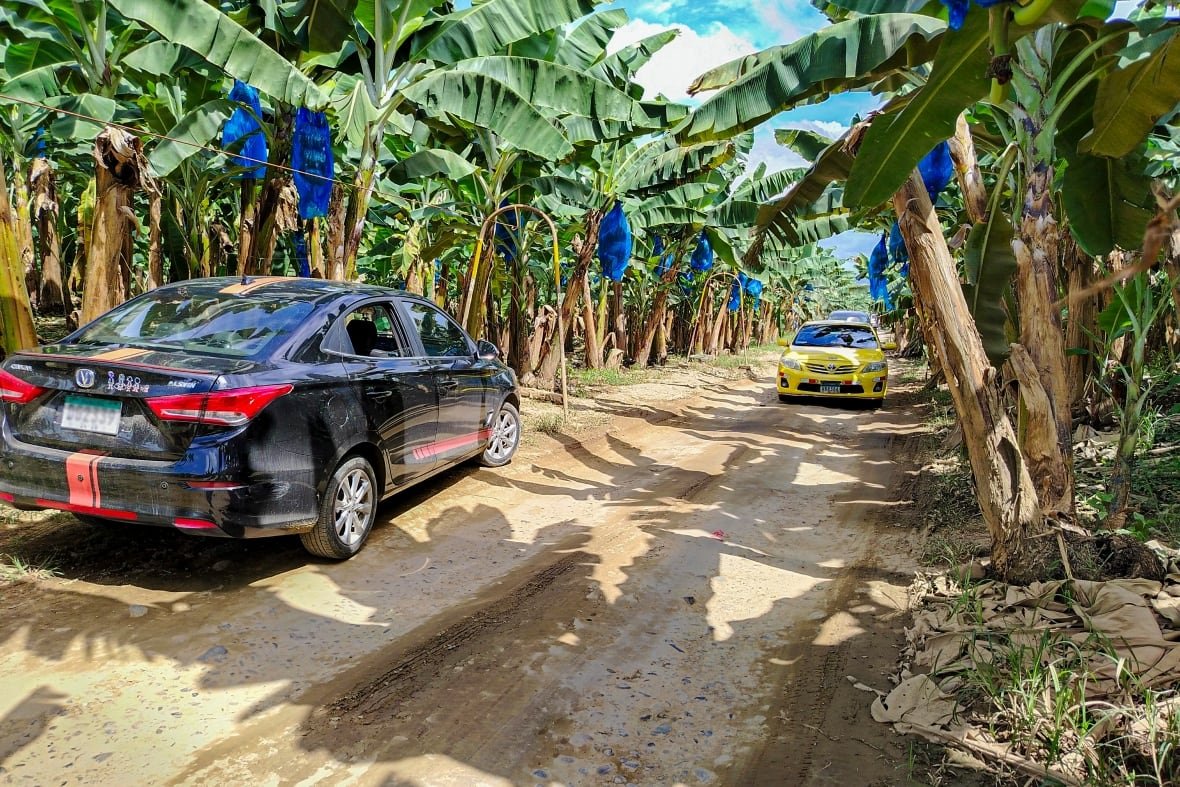 Vehicles drive through banana plantations