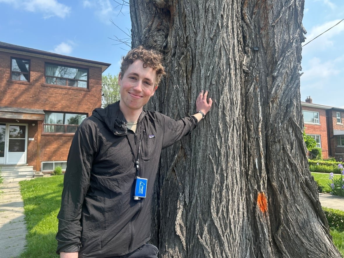 U of T Masters student Sam Sedgwick is working with Davies all summer to help map some of the city's oldest and largest trees, in the hope their seeds can be harvested to ensure the trees have a future in the city. 