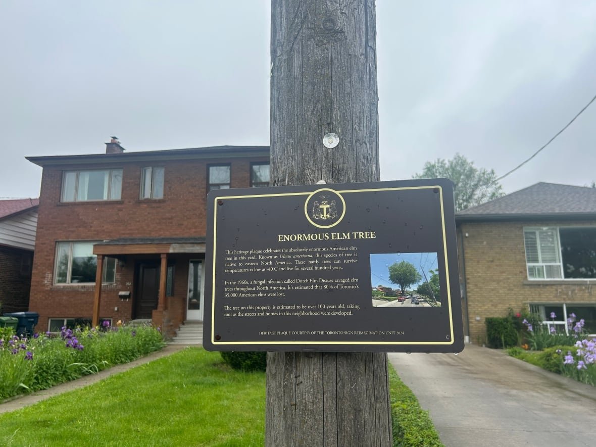Artist Jode Roberts was so moved by the tree's size and age that he took it upon himself to create a "heritage plaque" which he mounted on a utility pole on Barton Street beside the tree.